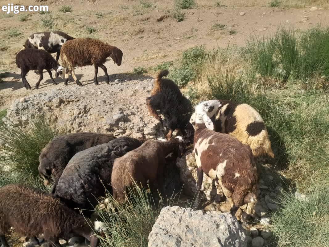 چرای گوسفندان در روستای قلعه حاتم