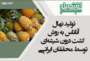 تولید نهال آناناس به روش کشت درون شیشه‌ای توسط محققان ایرانی