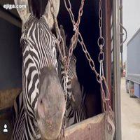 مرگ گورخر آفریقایی در باغ‌وحش صفادشت