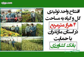 افتتاح واحد تولیدی گل و گیاه به مساحت 4 هزار متر‌مربع در استان مازندران با حمایت بانک کشاورزی