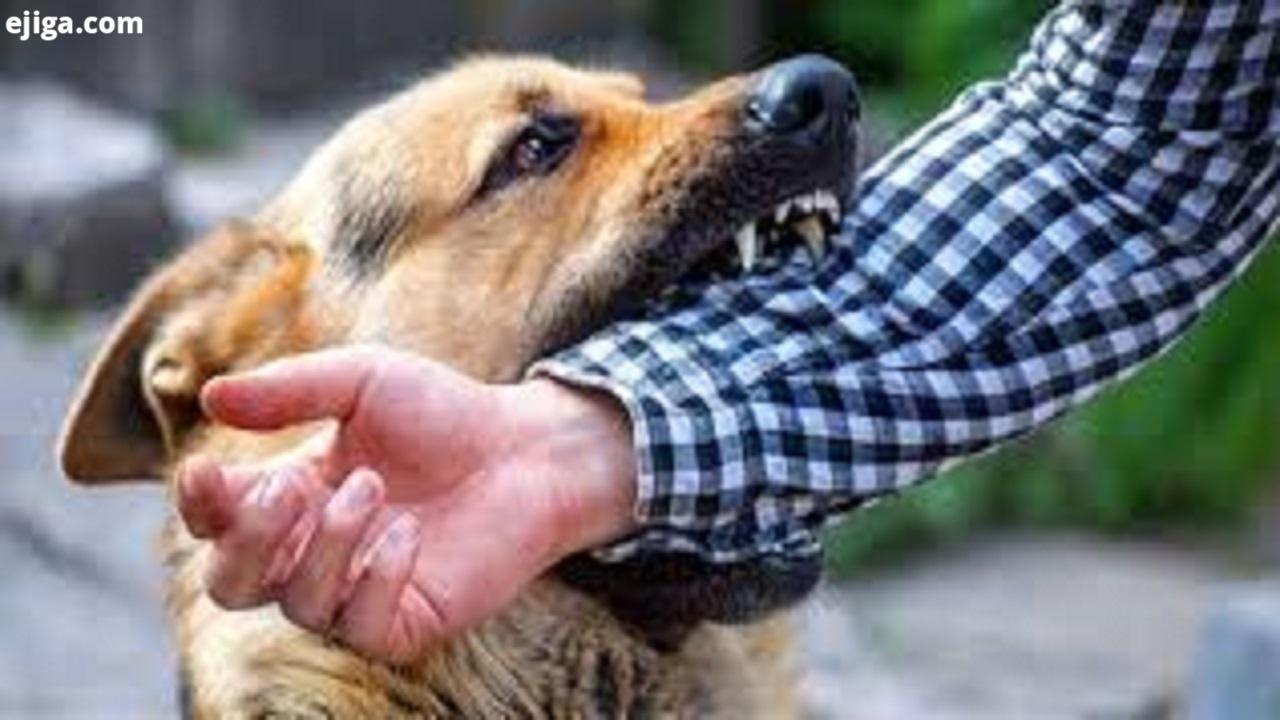 ۶۳ درصد حیوان گزیدگی در استان سمنان مربوط به سگ است