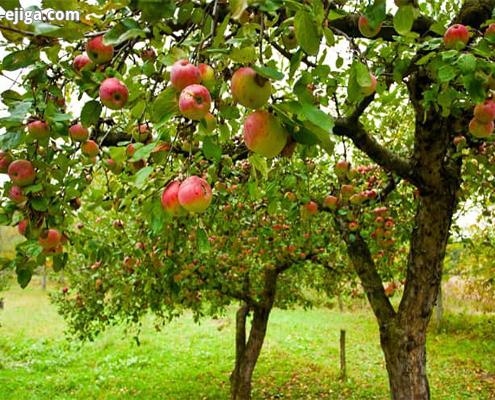 کود شیمیایی برای کیفیت بهتر میوه ها
