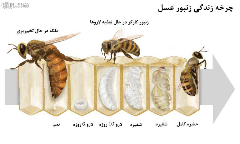 چرخه زنبور عسل