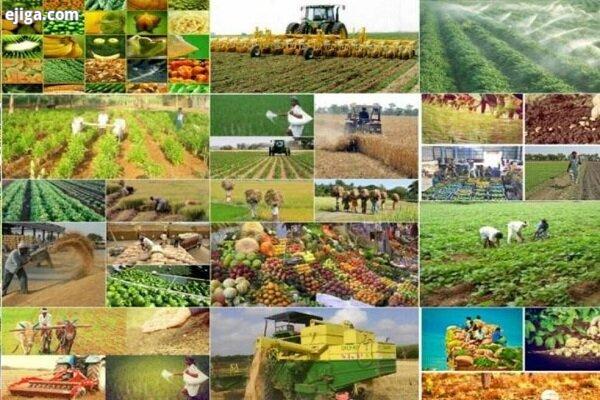 قیمت خرید تضمینی محصولات اساسی زراعی برای سال جاری اعلام شد