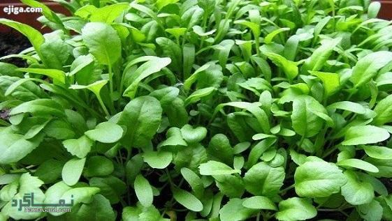ترتیزک یا شاهی | 45 خاصیت فوق العاده تره تیزک