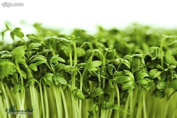ترتیزک یا شاهی | 45 خاصیت فوق العاده تره تیزک