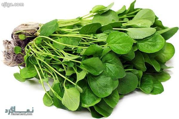 ترتیزک یا شاهی | 45 خاصیت فوق العاده تره تیزک