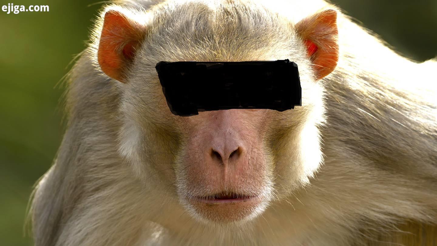 سرقت از مردم با استفاده از میمون ها! +تصاویر سارقان