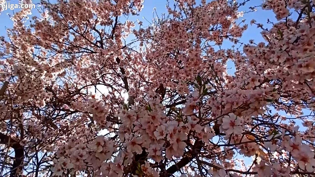 طبیعتِ تماشایی بهارِ میمه + فیلم