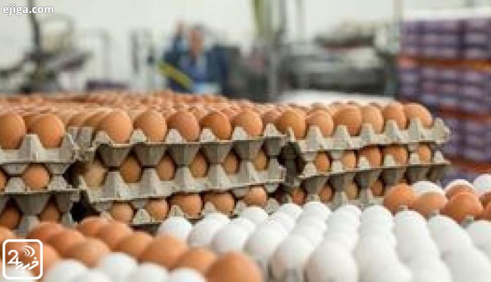 تناقض حرف مسئولان | تخم مرغ دانه‌ای ۲ هزار تومان