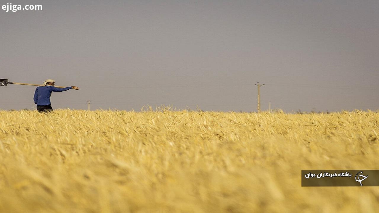 ۴۰۸ هزار هکتار گندم در آذربایجان‌غربی کشت شد