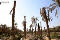 زمین‌های زراعی به زمین‌های بایر تبدیل شده اند/مرگ روزانه نخل‌های شادگان/احداث سد مارون ۲ یعنی نابودی کشاورزی خوزستان