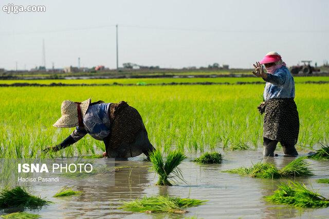 بزرگترین طرح نوسازی شالیزارهای مازندران درآمل نیمه خرداد تحویل می‌شود