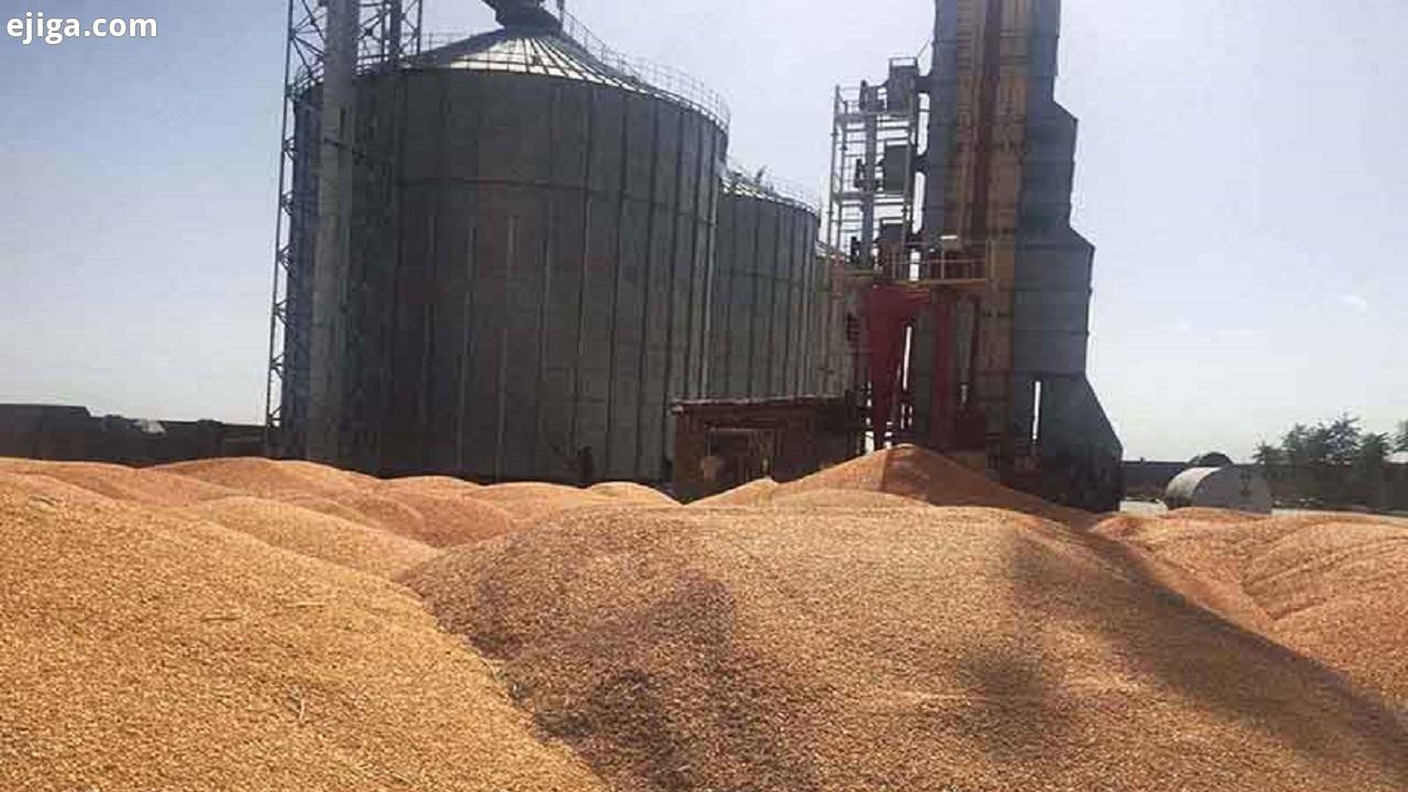 ذخیره‌سازی ۲۱ هزار و ۹۴۴ تن گندم مورد نیاز در چهارمحال و بختیاری