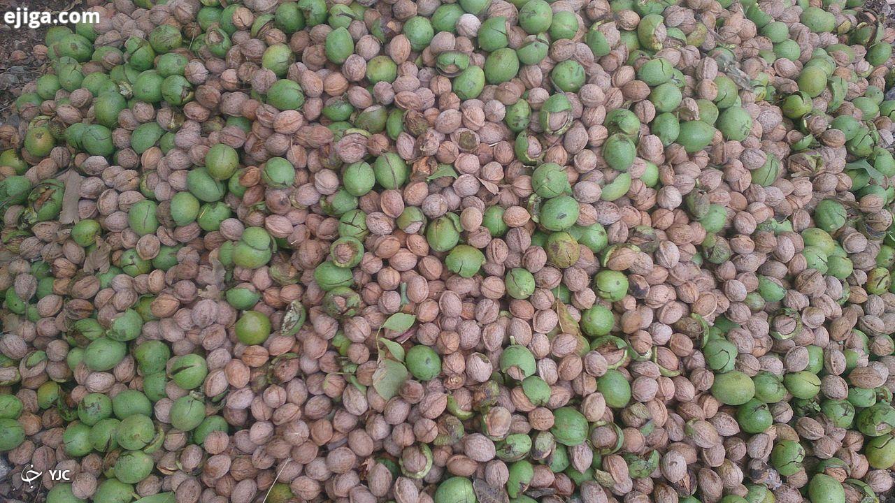 برداشت گردو در آذربایجان غربی آغاز شد برداشت گردو در آذربایجان غربی آغاز شد