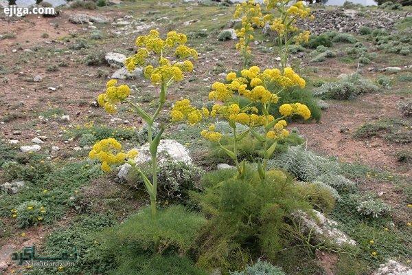 گیاه باریجه چیست ؟ | خواص درمانی گیاه باریجه و مضرات آن
