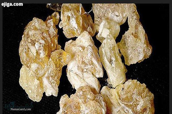 گیاه باریجه چیست ؟ | خواص درمانی گیاه باریجه و مضرات آن