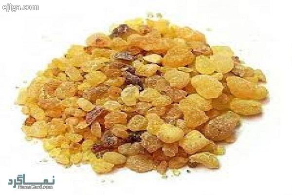 گیاه باریجه چیست ؟ | خواص درمانی گیاه باریجه و مضرات آن