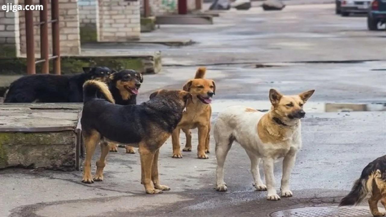 برخی از کشور‌های جهان چگونه معضل سگ‌های ولگرد را پشت سرگذاشتند؟ + فیلم