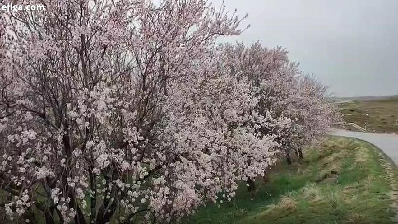 جلوه گری شکوفه‌های زود هنگام درختان بادام در روستای تکه + فیلم
