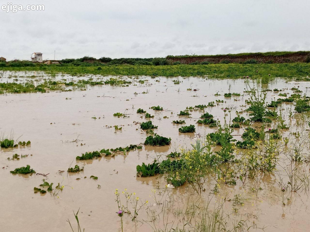 بارش باران سیل آسا به زمین‌های کشاورزی روستای عباس آباد خسارت زد + تصاویر