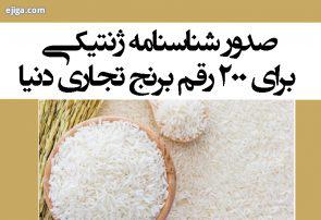 صدور شناسنامه ژنتیکی برای ۲۰۰ رقم برنج تجاری دنیا