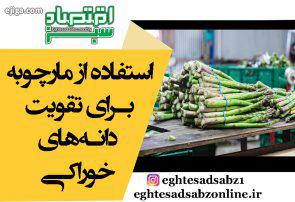 استفاده از مارچوبه برای تقویت دانههای خوراکی استفاده از مارچوبه برای تقویت دانههای خوراکی