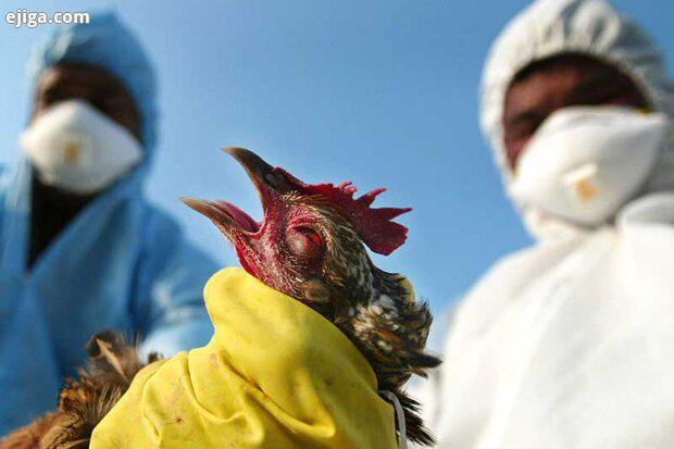  اخبار پزشکی ,خبرهای پزشکی, آنفلوآنزای فوق حاد پرندگان