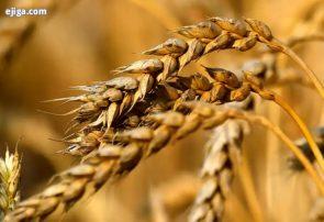 اهمیت خودکفایی در گندم نان با رشد 8 دلاری قیمت جهانی در یک روز