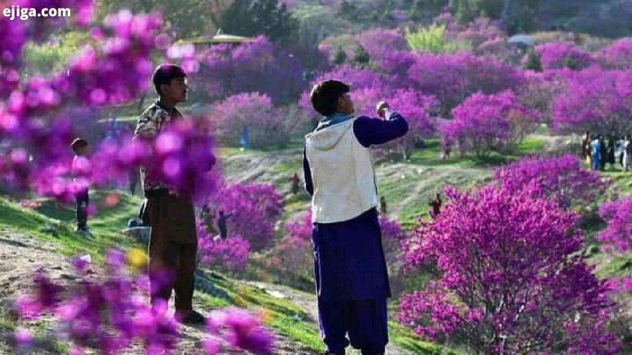 دوازدهمین دور جشنواره ملی گل ارغوان در پروان