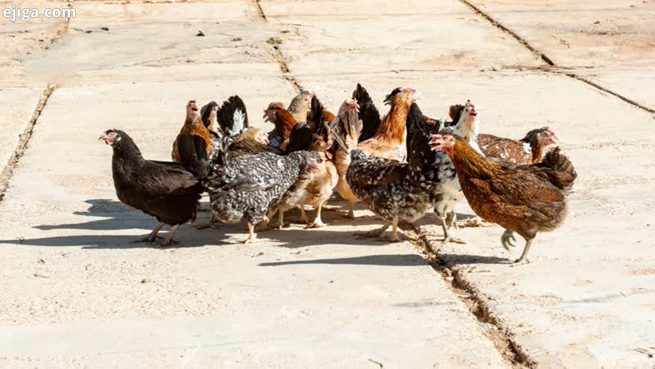 تولید سالانه بیش از ۱۶ میلیون قطعه مرغ بومی در فارس