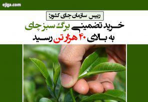 خرید تضمینی برگ سبز چای به بالای ۴۰ هزار تن رسید