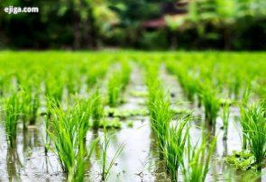 مبارزه بیولوژیک در ۱۰۰ هزار هکتار از مزارع برنج