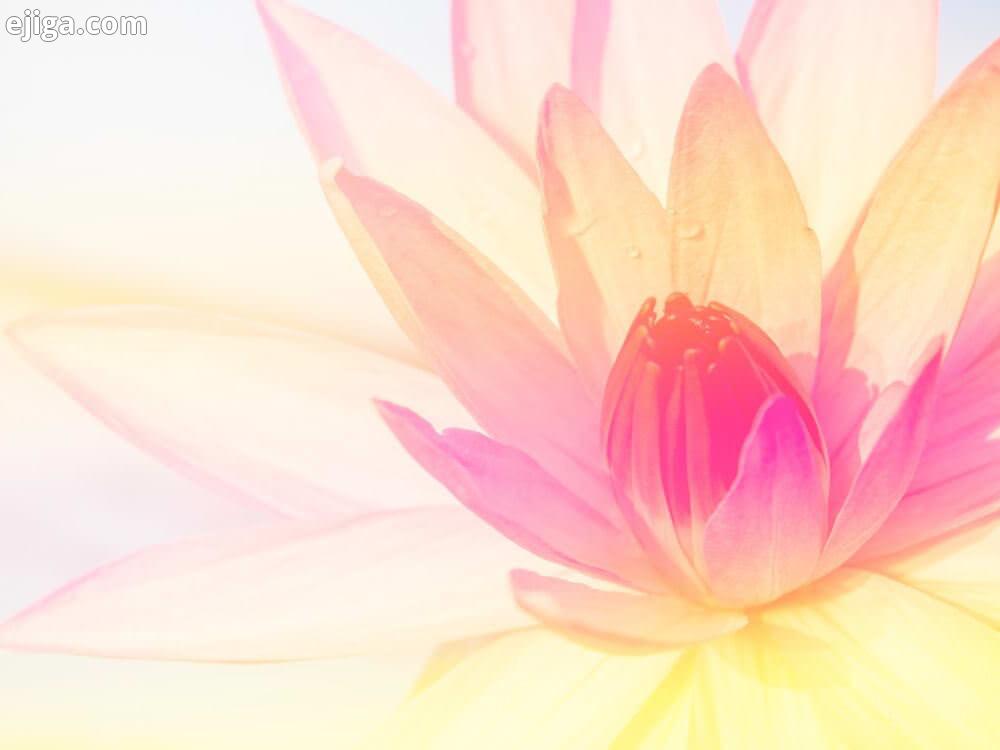 گل نیلوفر آبی lotus