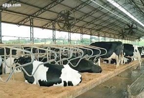 آزادی‌های لازم برای یک استراحت طبیعی در گاوها