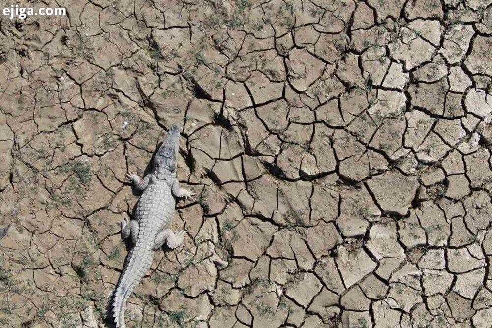 عکس | پهپادها به کمک شکار تمساح‌ها می‌آیند