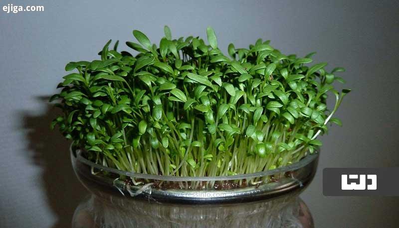 خواص شاهی