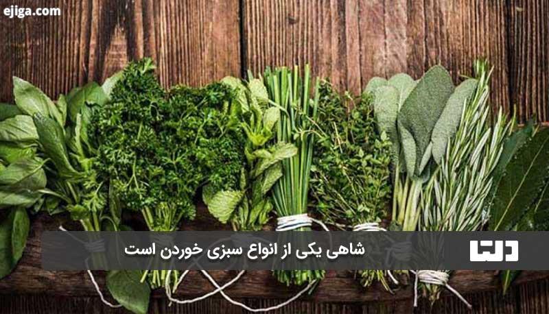 شاهی از انواع سبزی های خوردن است