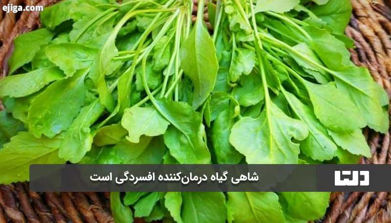 شاهی به درمان افسردگی کمک می کند