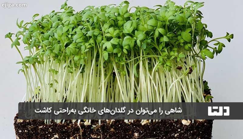 کاشت شاهی در خانه راحت است