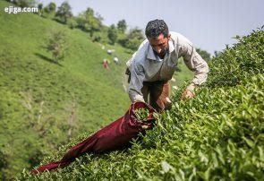 طرح حمایت از چایکاران و کارخانجات چای داخلی اجرایی می‌شود/ شفافیت در خرید چای داخلی با حضور اتحادیه چای