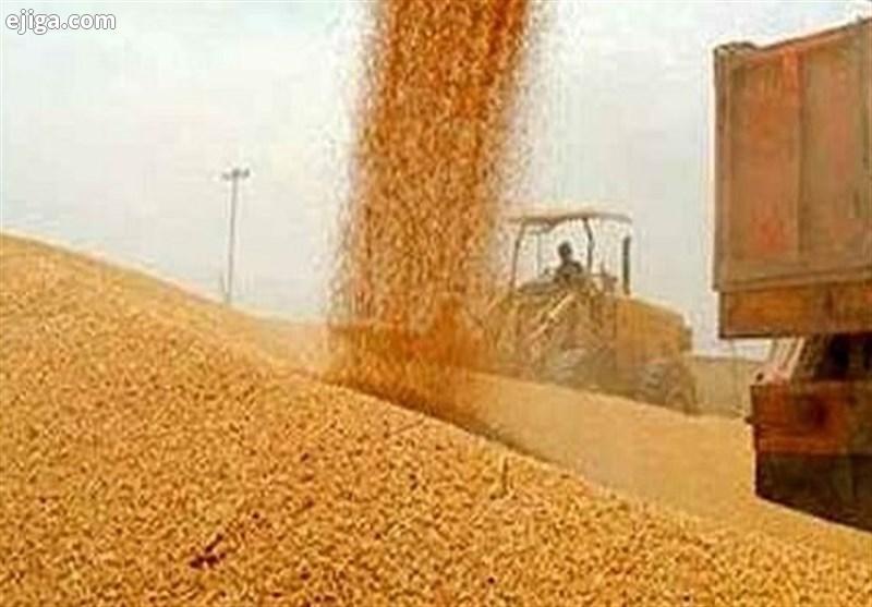 41 مرکز خرید گندم در اردبیل راه‌اندازی شد