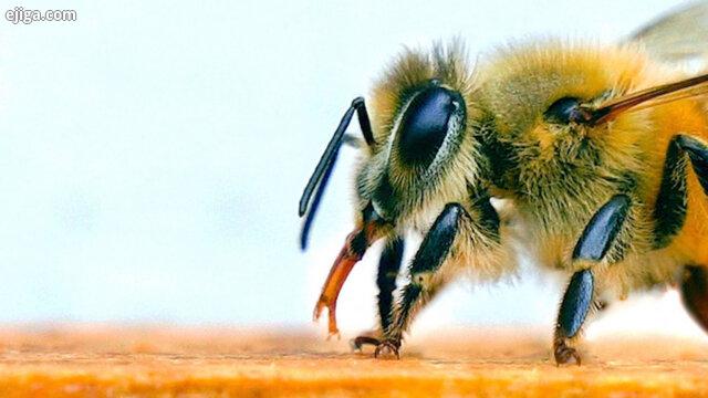 استفاده از زنبور به عنوان تست کرونا،اخبار پزشکی،خبرهای پزشکی