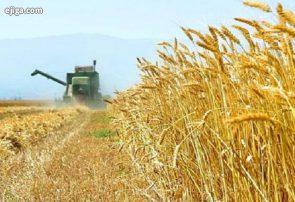 خرید ۱۰ میلیون تن گندم، نیاز نان کشور را تأمین کرده است