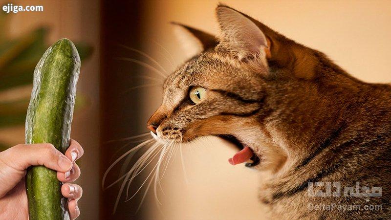 چرا گربه ها از خیار می ترسند