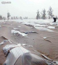 طوفان شن مزارع شرق کرمان را دفن کرد