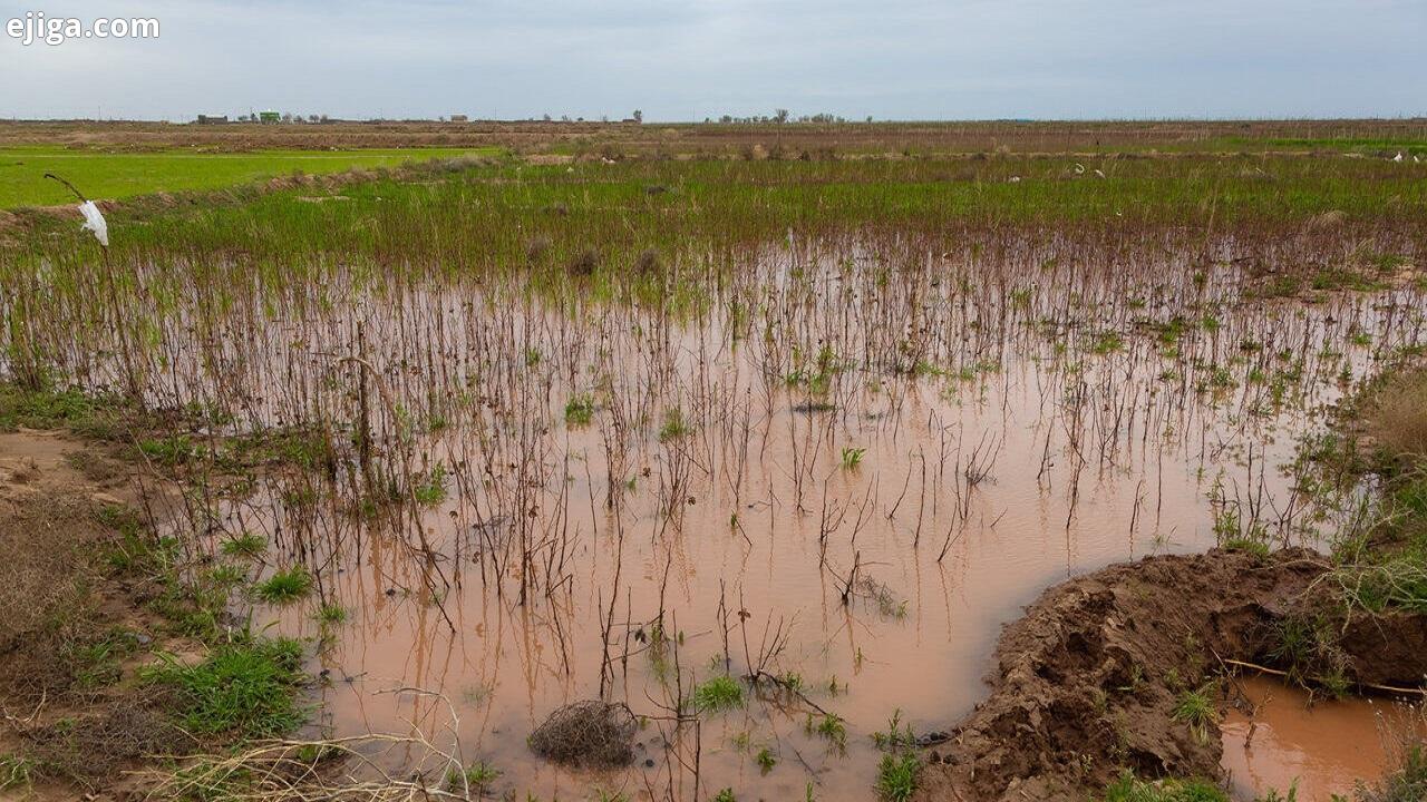 خسارت بارش‌های بهاره به ۶ هزار هکتار از مزارع استان