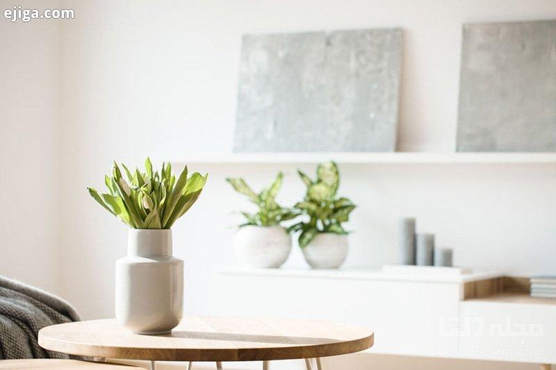 بهترین فضا برای نگهداری گیاهان آپارتمانی