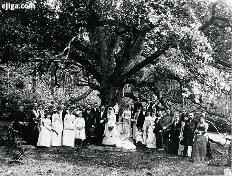 گذشته درخت عروس و داماد در آلمان