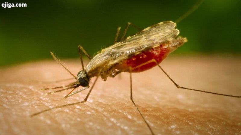 پشه آنوقل با نیش خود، پلاسمودیوم، انگل مالاریارا وارد بدن انسان می‌کند